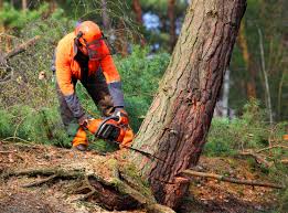 Best Utility Line Clearance  in Whispering Pines, NC