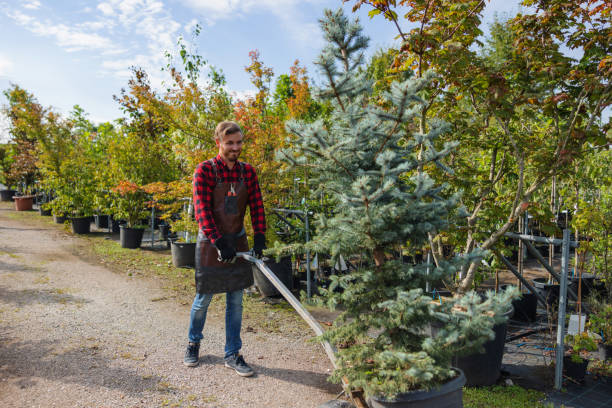 How Our Tree Care Process Works  in  Whispering Pines, NC