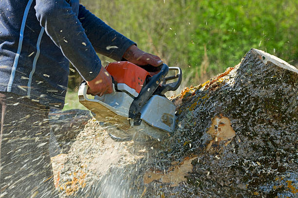  Whispering Pines, NC Tree Services Pros